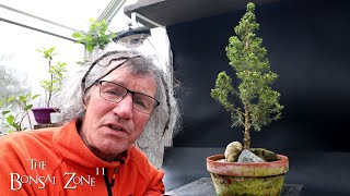 Pruning My Alberta Spruce The Bonsai Zone April 2024 [upl. by Ainyt182]