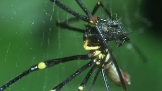 Tiny Spider Steals From Giant Spider  Trials Of Life  BBC Earth [upl. by Bertina]