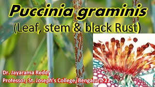 Puccinia graminis Black Rust of WheatLife Cycle [upl. by Ruyle767]