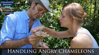 Handling Angry Chameleons [upl. by Catie]