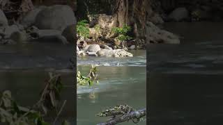 Sailfin lizard running on water [upl. by Mauralia]