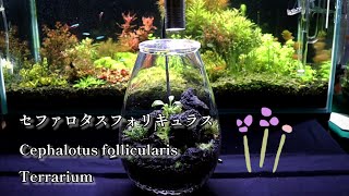 苔と食虫植物を使用してテラリウムを作ってみました I made a terrarium using moss and carnivorous plants [upl. by Skelly365]