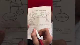 Photosynthesis concept map [upl. by Fanchan]