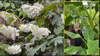 HORTENSIA À FEUILLES DE CHÊNE  ARBUSTE SPECTACULAIRE ET PASSEPARTOUT Le Quotidien du Jardin N°410 [upl. by Nylzor198]