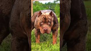 TRIMERLE XL BULLY OF BIGSWAMPBULLIES xxlpitbull xxlbully doglover dogbreed [upl. by Putnem]