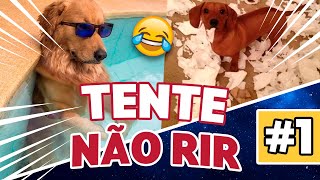 🤣 CACHORROS ENGRAÇADOS 🐶 – MELHORES VÍDEOS DE 2021 [upl. by Damour]