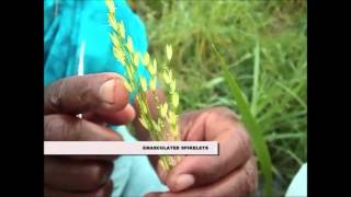 Pollination technique in Rice [upl. by Gilges]