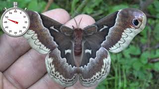 Cherry Silkmoth Life Cycle OneMinute Lifecycle Callosamia promethea [upl. by Irovi]