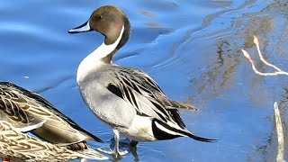 Tale of a Northern Pintail Transitioning Into Breeding Plumage [upl. by Leah]