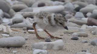 Piping Plover Calls [upl. by Way]