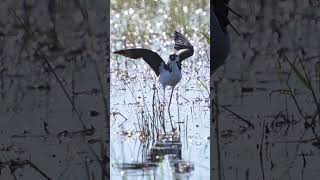 Peaceful tranquil black necked stilt [upl. by Ysus]