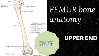 Femur anatomy [upl. by Nnaeirelav]