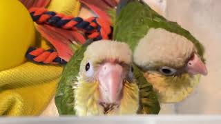 Baby hand reared birds in nursery tub waiting for breakfast handrearing baby parrot formula 🐥 [upl. by Filipe]