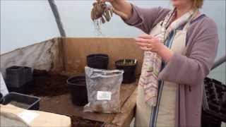 How to plant dahlia tubers [upl. by Drof]