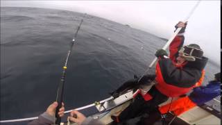 shetland sea fishing  Coalfish Mayhem [upl. by Acirrehs124]