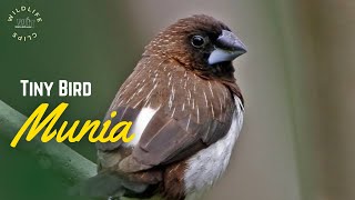 Whiterumped Munia  Munia Bird [upl. by Walley193]