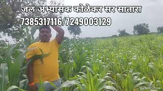 Dattatray kolekar vestige Agri 82 HUMIC Result मका पिकासाठी 73853171167249003129 [upl. by Lokin115]