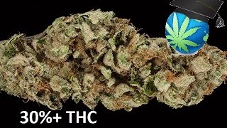 What 32 THC amp 22 CBD really LOOK Like  Ultra Potency Discussion [upl. by Gnik]