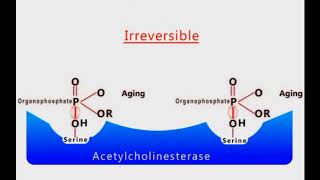 Organophosphate Poisoning animation [upl. by Refinaj]