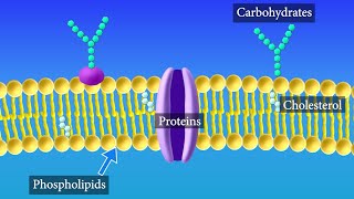 Cell Membrane Structure And Function  Function Of Plasma Membrane  What Is The Plasma Membrane [upl. by Ahtis]