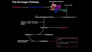 Coagulation  The Kininogen Pathway amp Bradykinin [upl. by Reel484]