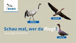 Kraniche und Gänse Zugvögel am Himmel erkennen [upl. by Asiil]