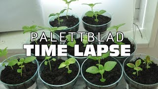 TIME LAPSE  Palettblad [upl. by Ellennej]