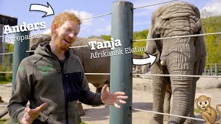 ELEFANTEN HAR SPIST EN RIVE  BAVIAN TISSER PÅ DYREPASSER  AALBORG ZOO VLOG 01 [upl. by Arraeic545]