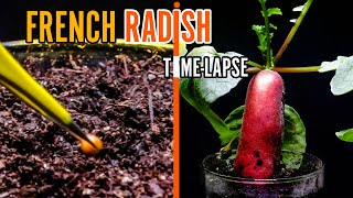 Growing French Radish Time Lapse  Seed to Harvest [upl. by Brock794]