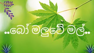 බෝ මලුවේ මල් bo maluwe mal  song with music paradise [upl. by Sikko276]