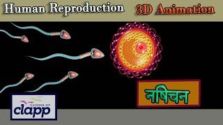 Fertilization 3D Animation [upl. by Radnaxela]