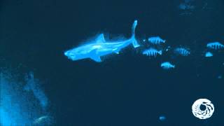 Great White Shark has a Midday Meal September 19 2011 [upl. by Nosral498]