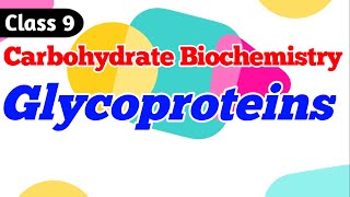 Glycoproteins  Carbohydrate Biochemistry Class 9 [upl. by Erodavlas916]