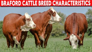 ⭕ BRAFORD CHARACTERISTICS ✅ Cattle Braford [upl. by Brinn]