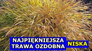 Oto Najpiękniejsza niska Trawa ozdobna Mrozoodporna [upl. by Nole933]