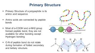 Structure of Protein  Primary Secondary Tertiary and Quaternary [upl. by Tedman]