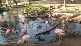 what sound does a flamingo make [upl. by Ernestus]