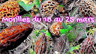 Petites sorties morilles de la semaine [upl. by Berthold]