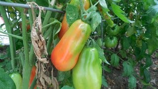 Harvesting Heirloom and San Marzano Tomatoes [upl. by Ainoek733]