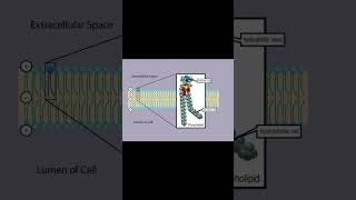 Mayonnaise from a chemical point of view [upl. by Valenza960]