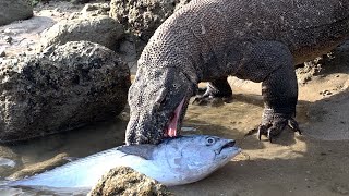 Komodo Dragon catch amp Slurped a big Fish Tuna [upl. by Ehcnalb169]