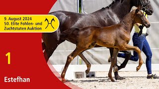 50th Elite Foal and BroodmareAuction  Aug 9th  No 1 Estefhan by Escanto PS  Finest [upl. by Aneris]