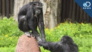 evolution chimpanzee human can breed new species biologysopinion of islam on evolution [upl. by Atikin118]