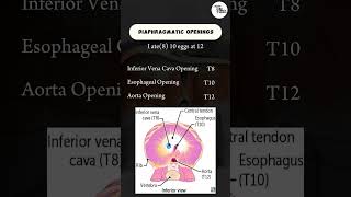 Diaphragmatic Openings MnemonicsAnatomyMBBS MnemonicsNain Medico DrNain [upl. by Atterys]