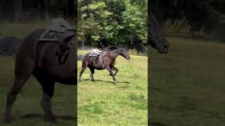 A Cowboys Last Wish Ride on His Favorite Horse at Bobbys Ranch [upl. by Rez]