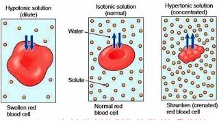 Types of solutionshypertonic hypotonic and isotonic explained [upl. by Ihcur418]