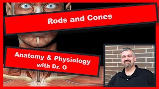 Rods and Cones Anatomy and Physiology [upl. by Pearl]