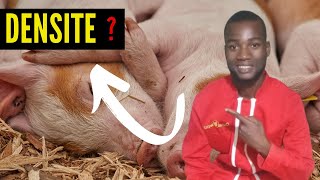 DENSITE au sein de lélevage porcine investir au pays en élevage [upl. by Schulz]