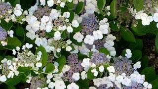 Hydrangea macrophylla Lacecap [upl. by Iren]