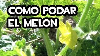 Como Podar el Melon  Huerto Organico [upl. by Ellard79]